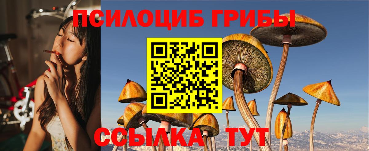 Галлюциногенные грибы Psilocybe Саянск